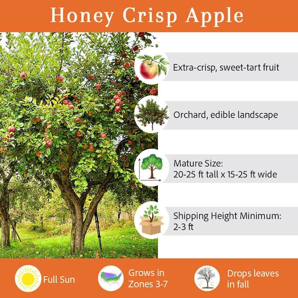 5 gal. Honey Crisp Apple Tree