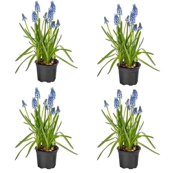 Unbranded Annual Muscari Big Smile Blue 1.0 PT (4-Pack)