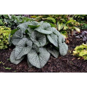 1 Gal. Queen of Hearts (Brunnera) Live Plant, Silver Foliage