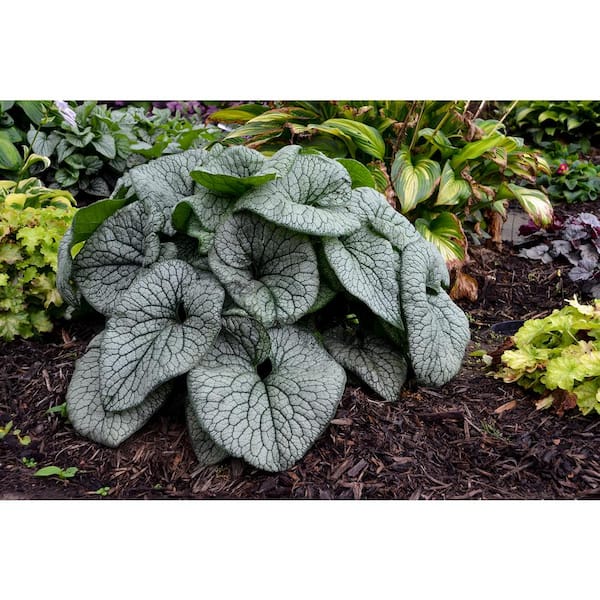 PROVEN WINNERS 1 Gal. Queen of Hearts (Brunnera) Live Plant, Silver Foliage