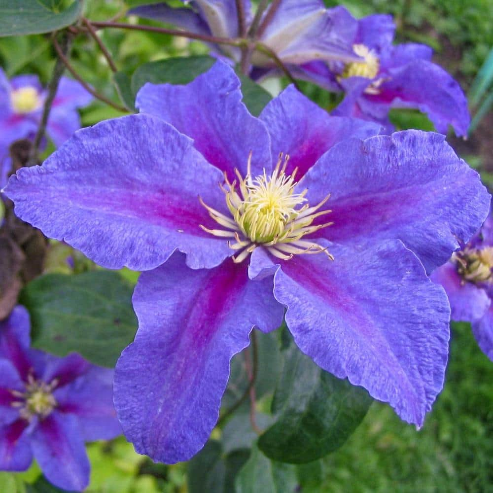 Spring Hill Nurseries Ristimagi Clematis Vine Bare Root Flowering ...