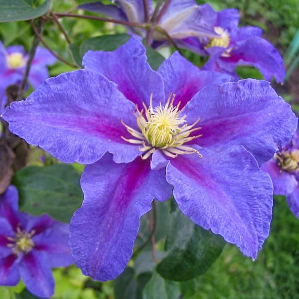 Spring Hill Nurseries Ristimagi Clematis Flowering Vine, Potted ...