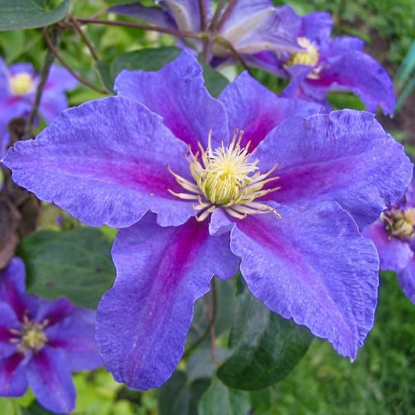 Spring Hill Nurseries 2.5 Qt. Pot, Ristimagi Clematis Vine, Live Potted Perennial Plant (1-Pack)