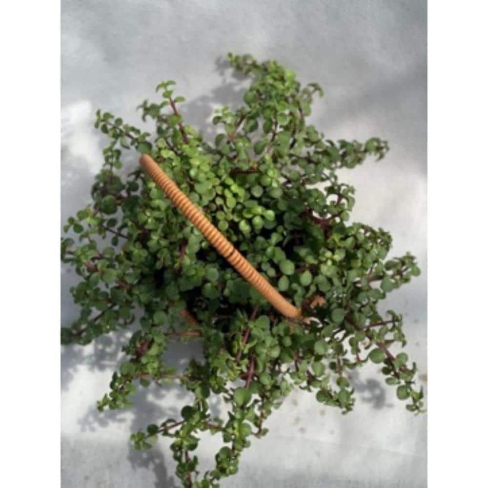 Live Rooted Spreading Plant Flowers Portulacaria afra