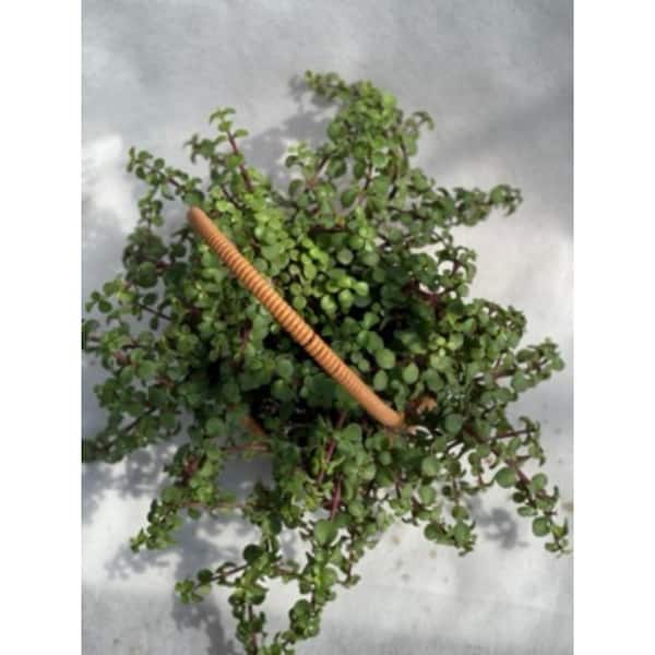 Unbranded Live Rooted Spreading Plant Flowers Portulacaria afra