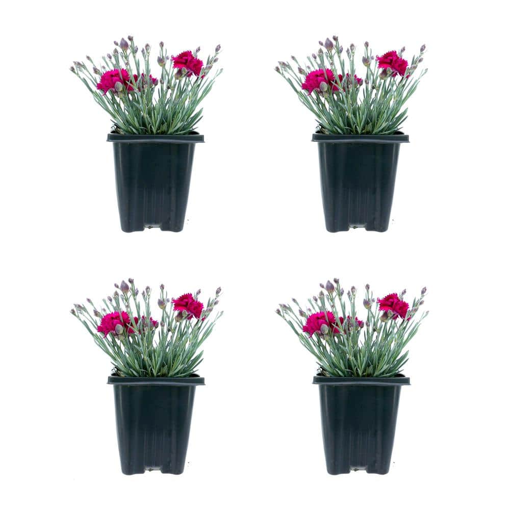 Perennial Carnation Starlette 1.0 qt. (4-Pack)