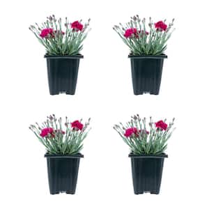 Perennial Carnation Starlette 1.0 qt. (4-Pack)