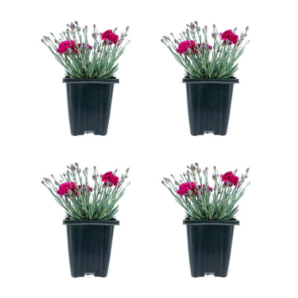 Unbranded Perennial Carnation Starlette 1.0 qt. (4-Pack)