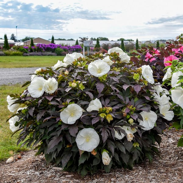 Proven Winners 2 Gal. Summerific Cookies and Cream Rose Mallow