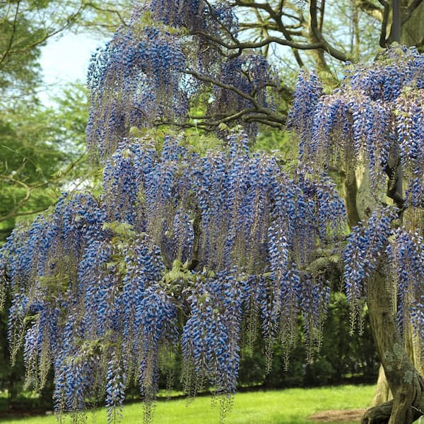 1 Gal. Wisteria Blue Flowering Shrub with Blue Flowers