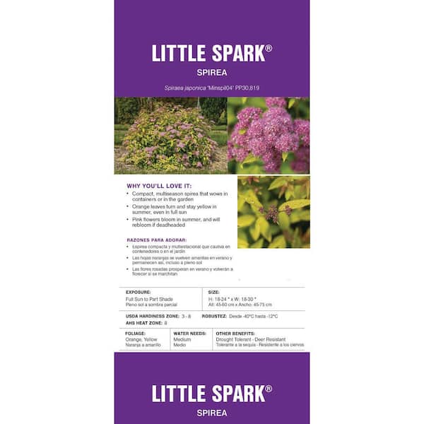 FIRST EDITIONS - 2 Gal. Little Spark Spirea Shrub with Pink Flowers