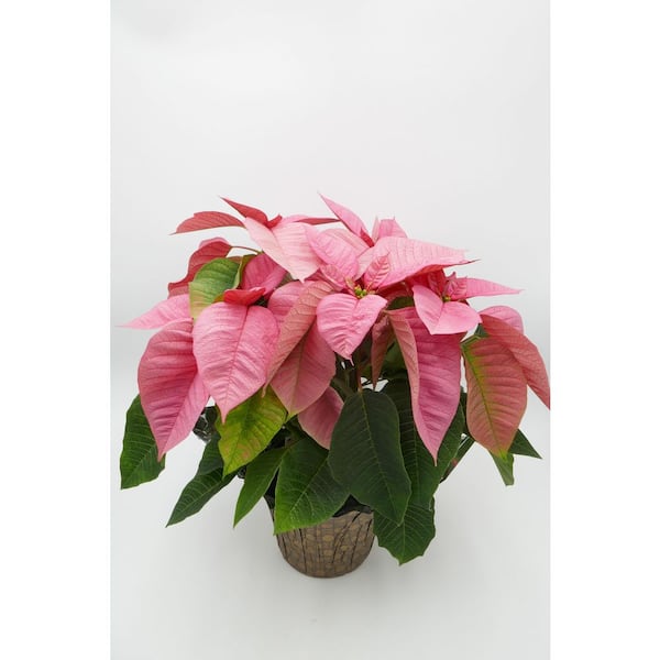 BELL NURSERY 6.5 in. Pink Poinsettia Live Holiday Plant with Decorative Pot Cover