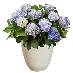 14 in. The Original Reblooming Hydrangea Flowering Shrub with Pink or Blue Flowers in White Decorative Pot