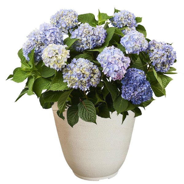 Endless Summer 14 in. The Original Bigleaf Hydrangea Flowering Shrub with Pink or Blue Flowers in White Decorative Pot