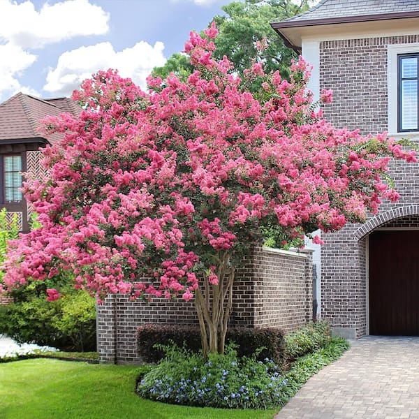 Sioux Crape Myrtle MT Hunter Trees | atelier-yuwa.ciao.jp