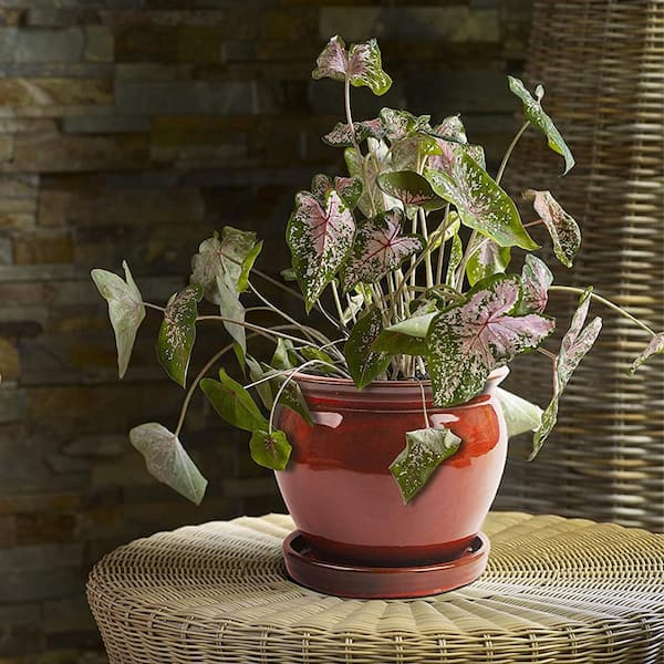 Southern Patio Wisteria 12 in. Dia Oxblood Red Ceramic Planter Pot