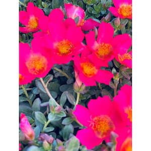 1.38 Pt. Purslane Plant Hot Pink Flowers in 4.5 In. Grower's Pot (4-Plants)