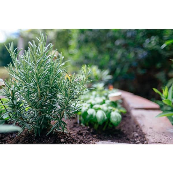 Perennial Rosemary Officinalis 2.5 Qt. (2-Pack) 1040 - The Home Depot
