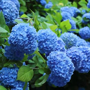 2.5 Qt. Nikko Blue Hydrangea Shrub with Blue Flowers