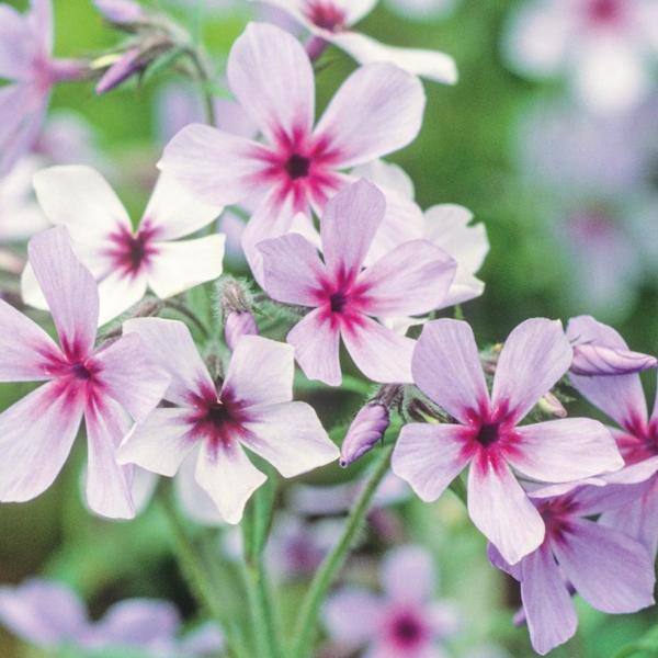 METROLINA GREENHOUSES 2.5 Qt. Blue Chattahoochee Phlox Divaricata Plant ...