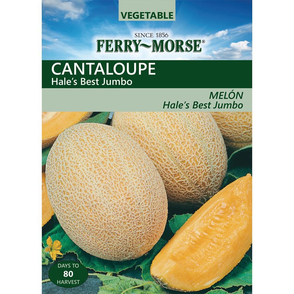 100 Hales Best Jumbo Cantaloupe Seeds Packed for 2015