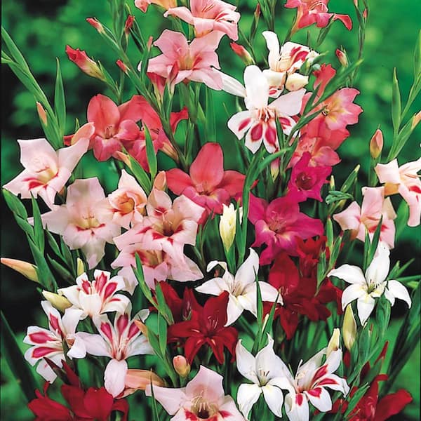 DIRECT GARDENING Multi-Color Flowering Winter Hardy Gladiolus Dormant Bare Root Summer Flowering Bulb Mixture (25-Pack)
