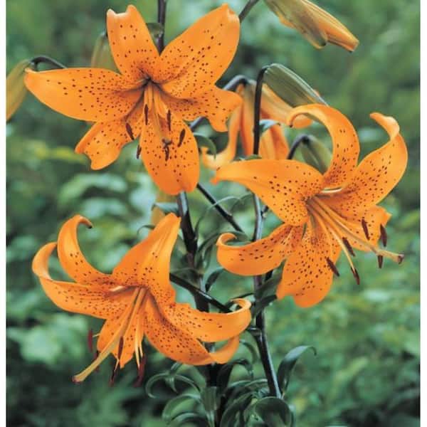 wild flower seeds for shade Shady Native Wildflower Mix 1/2 lb main image 0