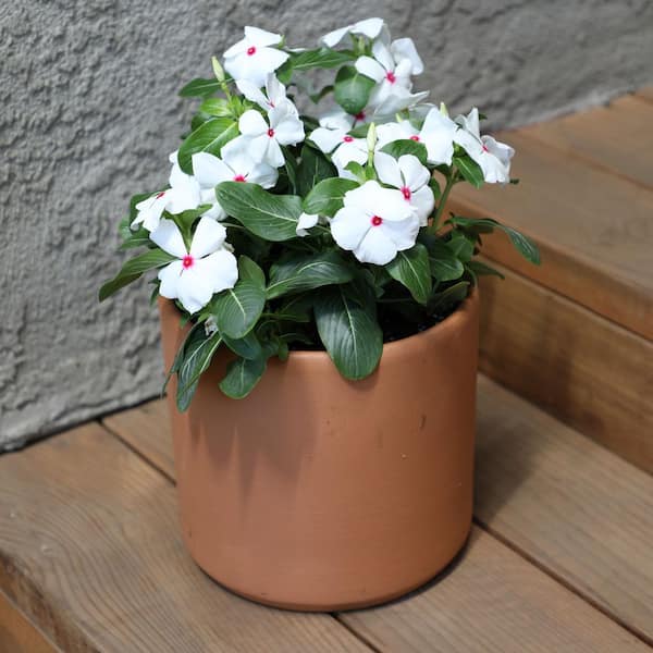 ALTMAN PLANTS White Vinca Outdoor Garden Annual Plant in 2.5 qt