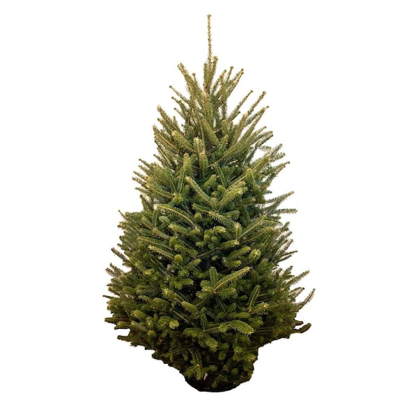 Unbranded 3-5 ft. Live Pseudotsuga Korean Fir Christmas Tree with Stand