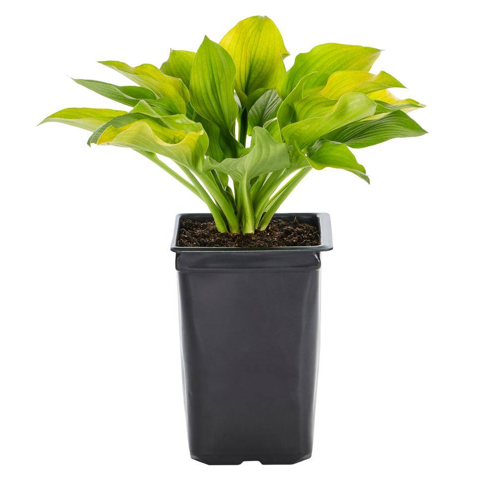 Metrolina Greenhouses 1 5 PT August Moon Hosta Plant With White Blooms Metrolina greenhouses 1 5 pt august moon hosta plant with white blooms