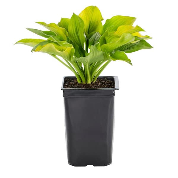1.5 PT. August Moon Hosta Plant with White Blooms