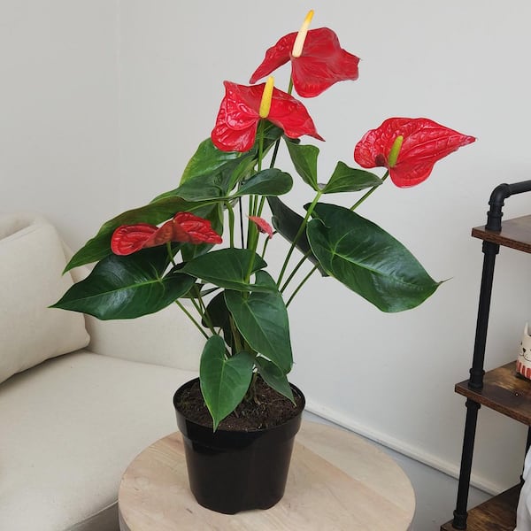 ALTMAN PLANTS Large Flowering Anthurium, Easy Clean Air Live Indoor Plant,  8 in. Grower Pot, Red Flamingo Flower, Approx. 24 in. Tall 0881661