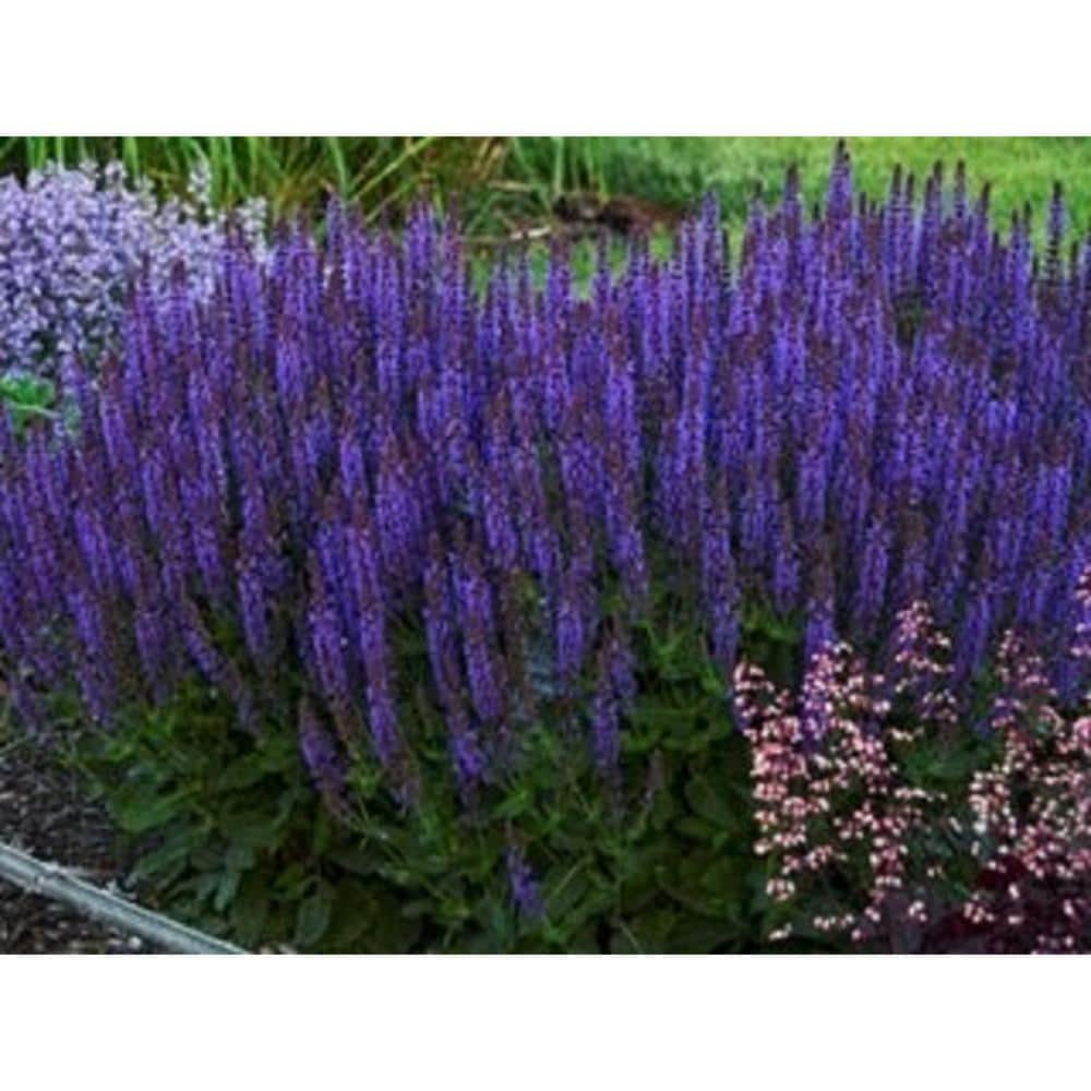 Perfect Plants - Salvia Perennial Plant in a 13cm Pot - Garden Ready to Plant