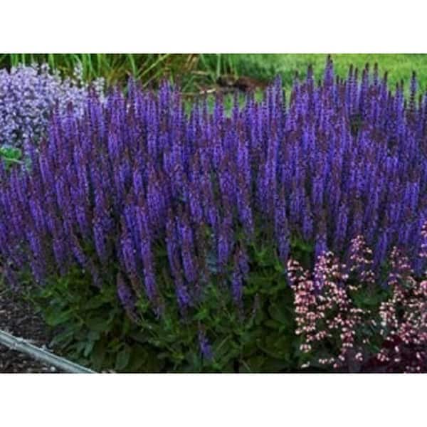 2.5 Qt. Purple Salvia Live Flowering Perennial Plant