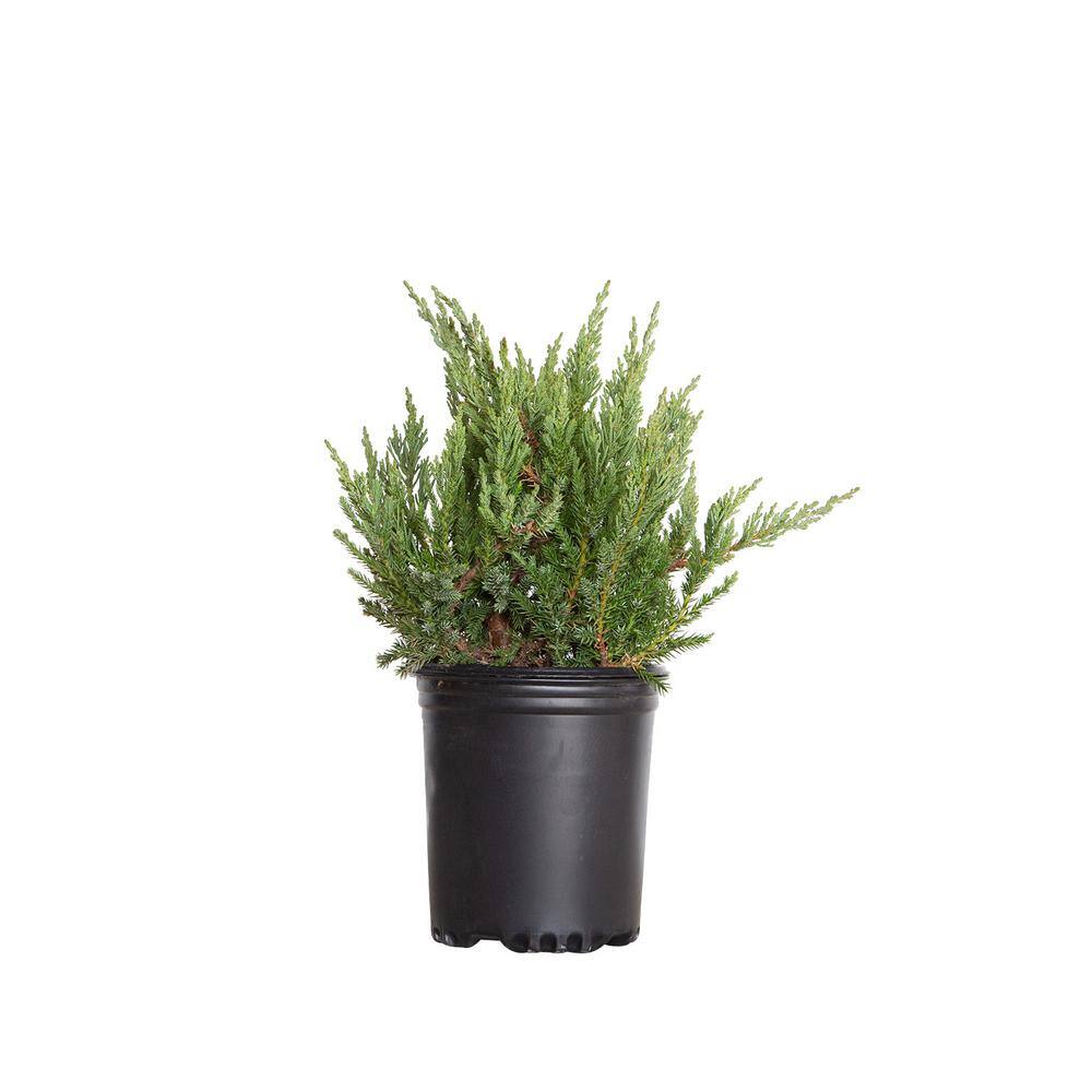 Juniper Parsoni 3 Live Plants Drought Tolerant Cold Hardy Evergreen Ground Cover Juniperus Squamata Expansa Parsons