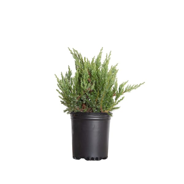 FLOWERWOOD 2.5 qt. Parsoni Juniper Shrub (Juniperus Chinensis) Evergreen Low-Maintenance Groundcover Plant with Blue-Green Foliage