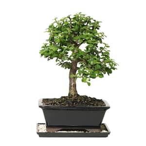 Dwarf Jade Bonsai Tree Indoor Plant with Ceramic Bonsai Pot Container, 4-Years Old, 8 to 12 in.