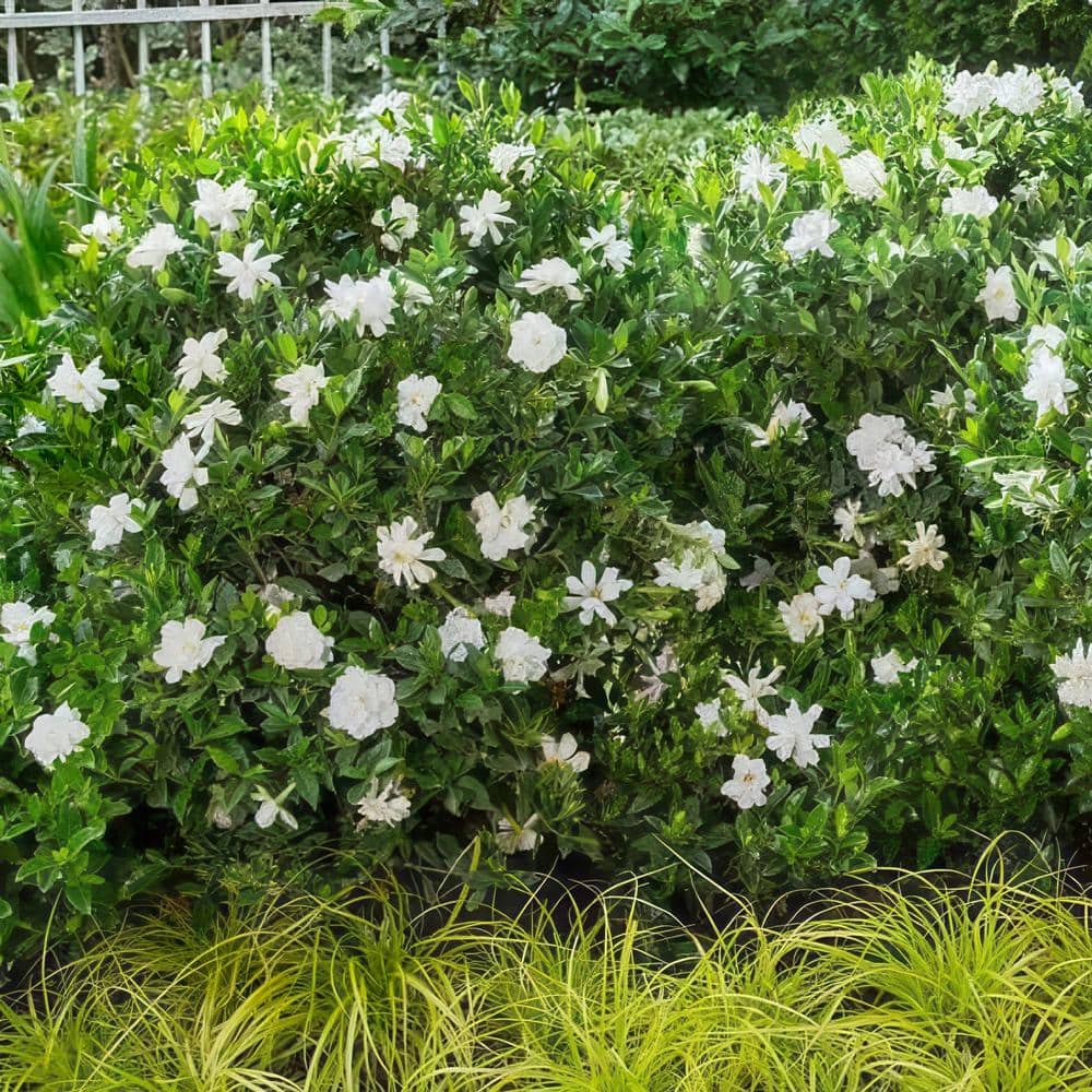 2 Gallon White Gardenia Jubilation Shrub