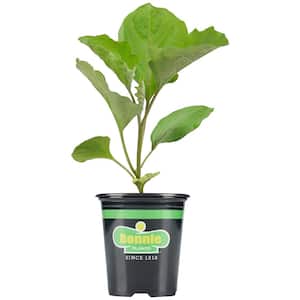 19.3 oz. Ichiban Eggplant Plant