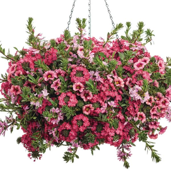 Proven Winners 4.25 in. Eco+ Grande Superbells Strawberry Punch Calibarchoa (Calibrachoa hybrid) Annual Plant with Pink Flowers 4-Pack