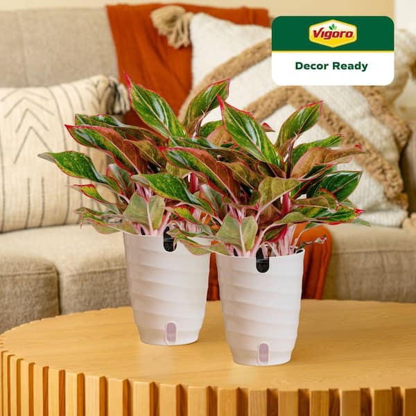 Vigoro Grower's Choice Aglaonema Chinese Evergreen Indoor Plant in 6 in.  White Decor Pot, Avg. Shipping Height 1-2 ft. (2-Pack) CO.AGS6.3.VI.WH -  The Home Depot