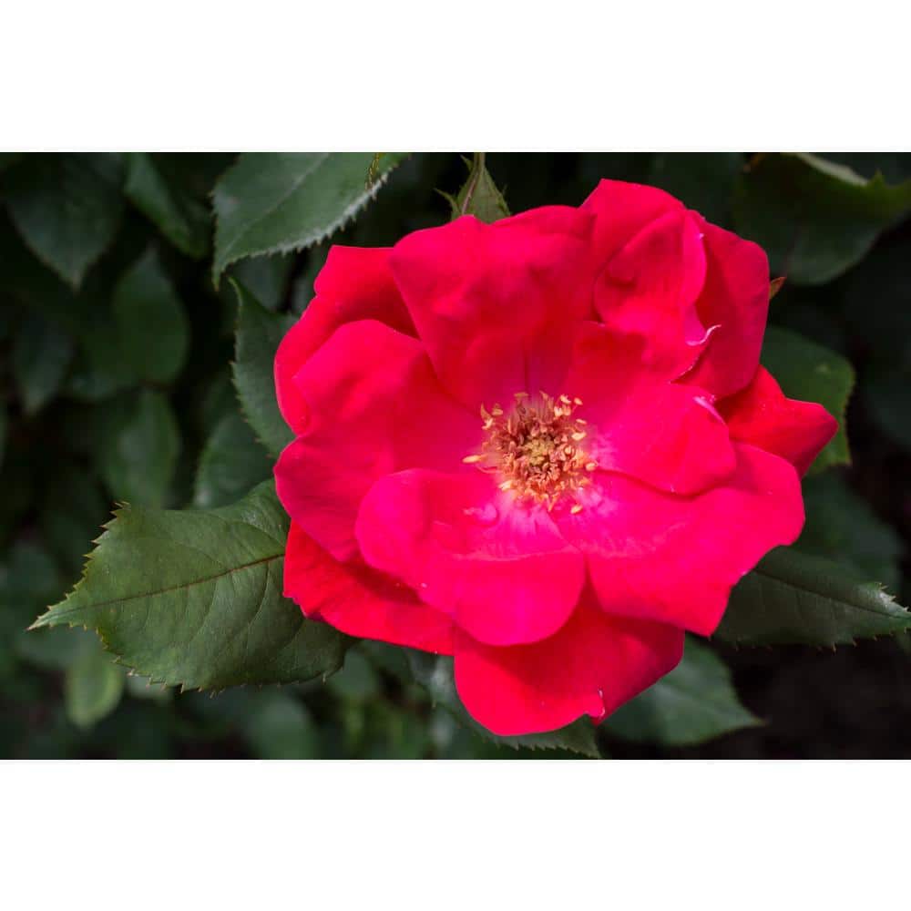 KNOCK OUT 2 Qt. Petite Rose Bush in Grower pot 1005834993 - The Home Depot