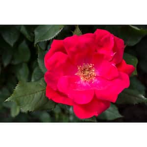 3 Gal. Red Knock Out Rose Bush with Red Flowers