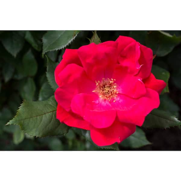 Knock Out Rose 3 Gal. Red The Knock Out Rose Bush with Red Flowers