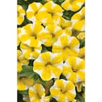 4.25 in. Grande Superbells Lemon Slice (Calibrachoa) Live Plant, Yellow and White Flowers (4-Pack)