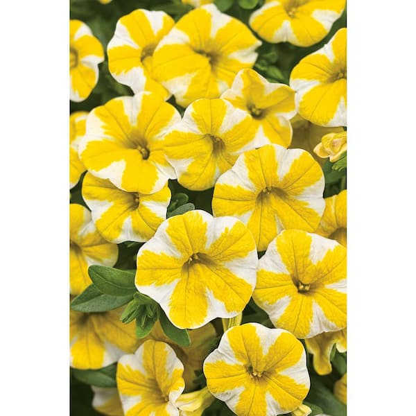 PROVEN WINNERS 4.25 in. Grande Superbells Lemon Slice (Calibrachoa) Live Plant, Yellow and White Flowers (4-Pack)