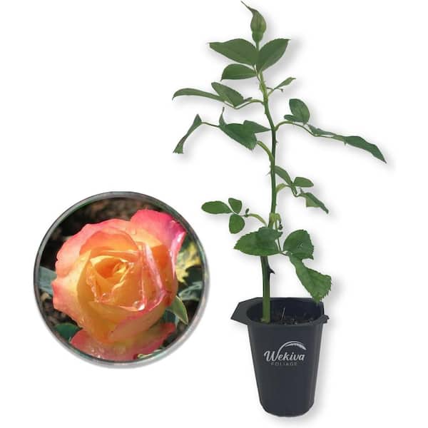 About Face Rose Bush-Live Starter Plant in a 2 Inch Pot-Beautifully Fragrant Rose from Florida
