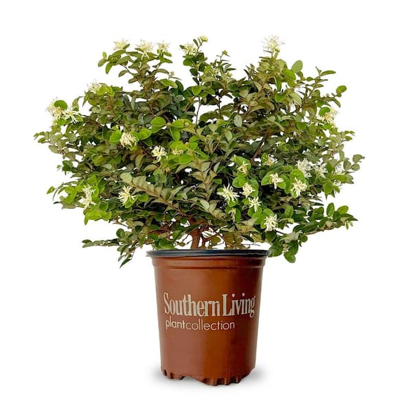 SOUTHERN LIVING 2 Gal. Emerald Snow Semi-Dwarf Loropetalum, Evergreen Shrub with Green Foliage, White Ribbon Blooms