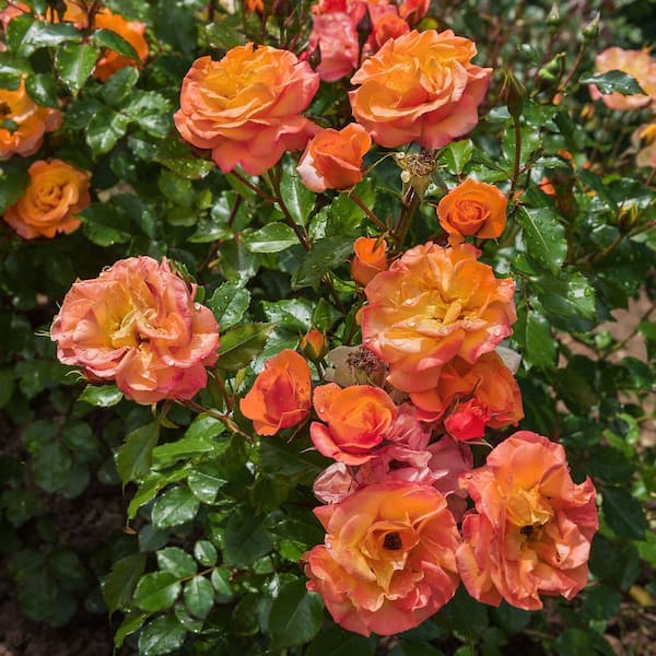 National Plant Network 2.5 in. Rose Orange Honey (3-Pack)