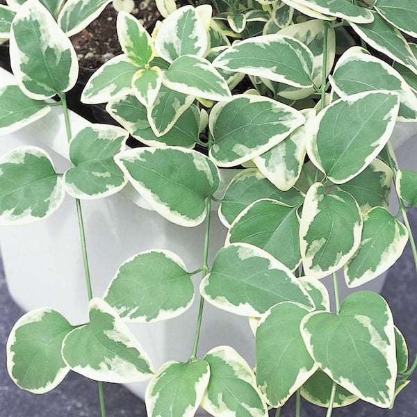 Vigoro 3.5 in. Bigleaf Periwinkle Vine Plant